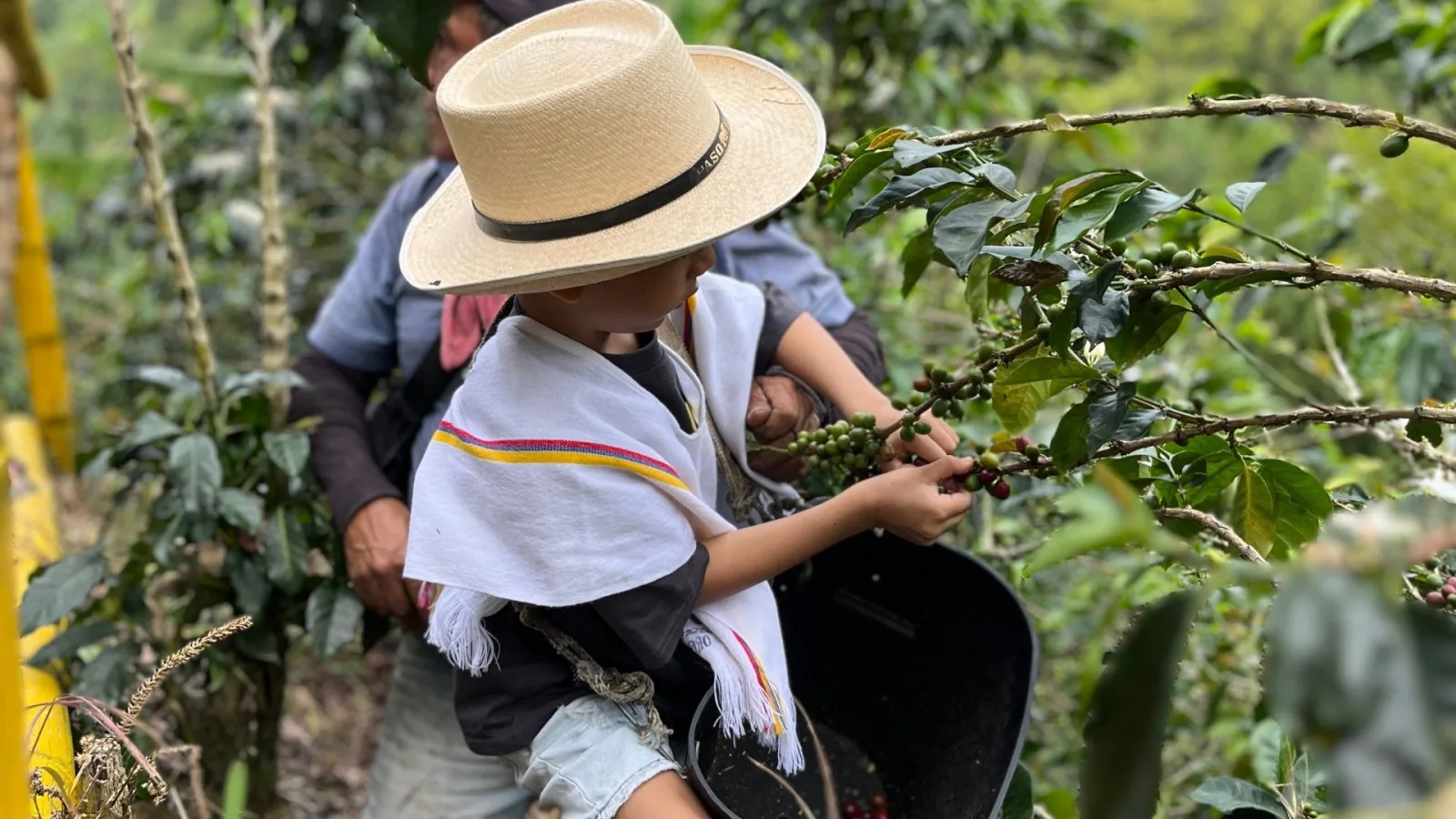 Walking through the coffee fields of Finca Vista Hermosa with Café Los Grisales